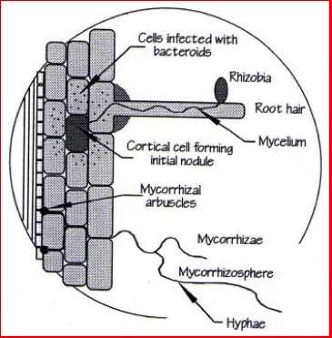 mineral content of shoots, Waternet UK